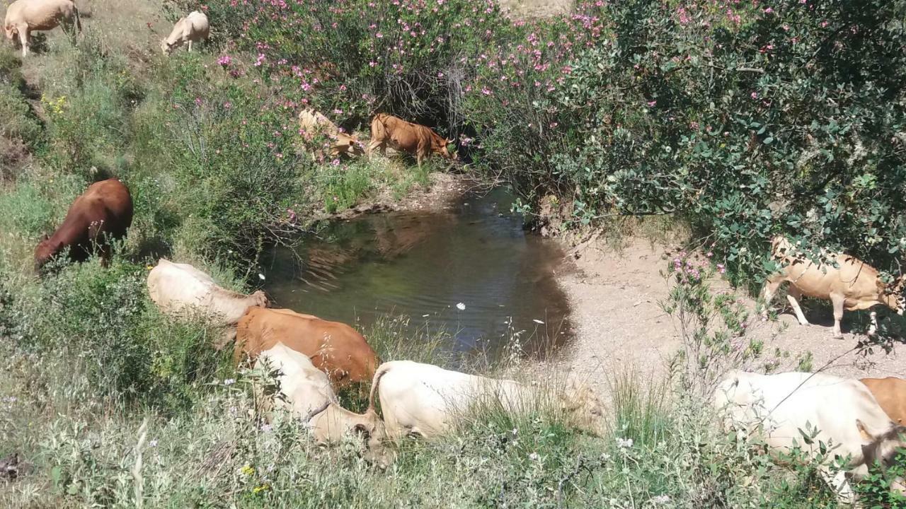 הוילה Vila Verde de Ficalho Agroturismo Flores Do Campo מראה חיצוני תמונה