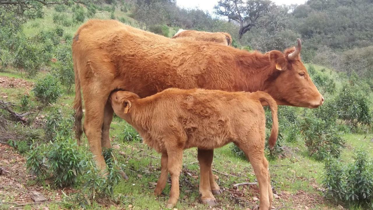 הוילה Vila Verde de Ficalho Agroturismo Flores Do Campo מראה חיצוני תמונה