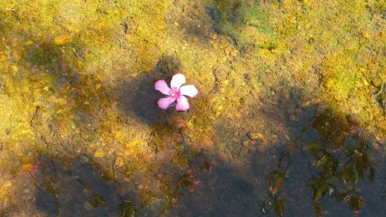 הוילה Vila Verde de Ficalho Agroturismo Flores Do Campo מראה חיצוני תמונה