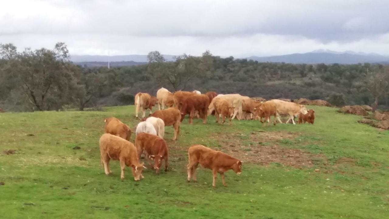 הוילה Vila Verde de Ficalho Agroturismo Flores Do Campo מראה חיצוני תמונה