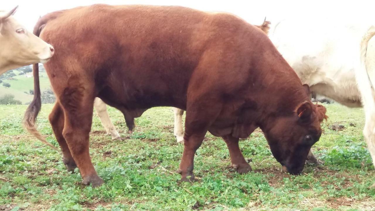 הוילה Vila Verde de Ficalho Agroturismo Flores Do Campo מראה חיצוני תמונה